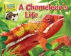 A_chameleon_s_life