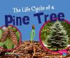 The_life_cycle_of_a_pine_tree