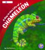 A_day_in_the_life_of_a_chameleon