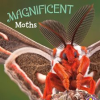 Magnificent_Moths