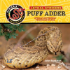 Puff_Adder__Africa_s_Extremely_Venomous_Snake