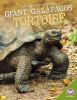 Giant_Gala__pagos_tortoise