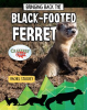 Bringing_Back_the_Black-Footed_Ferret