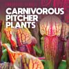 Carnivorous_pitcher_plants